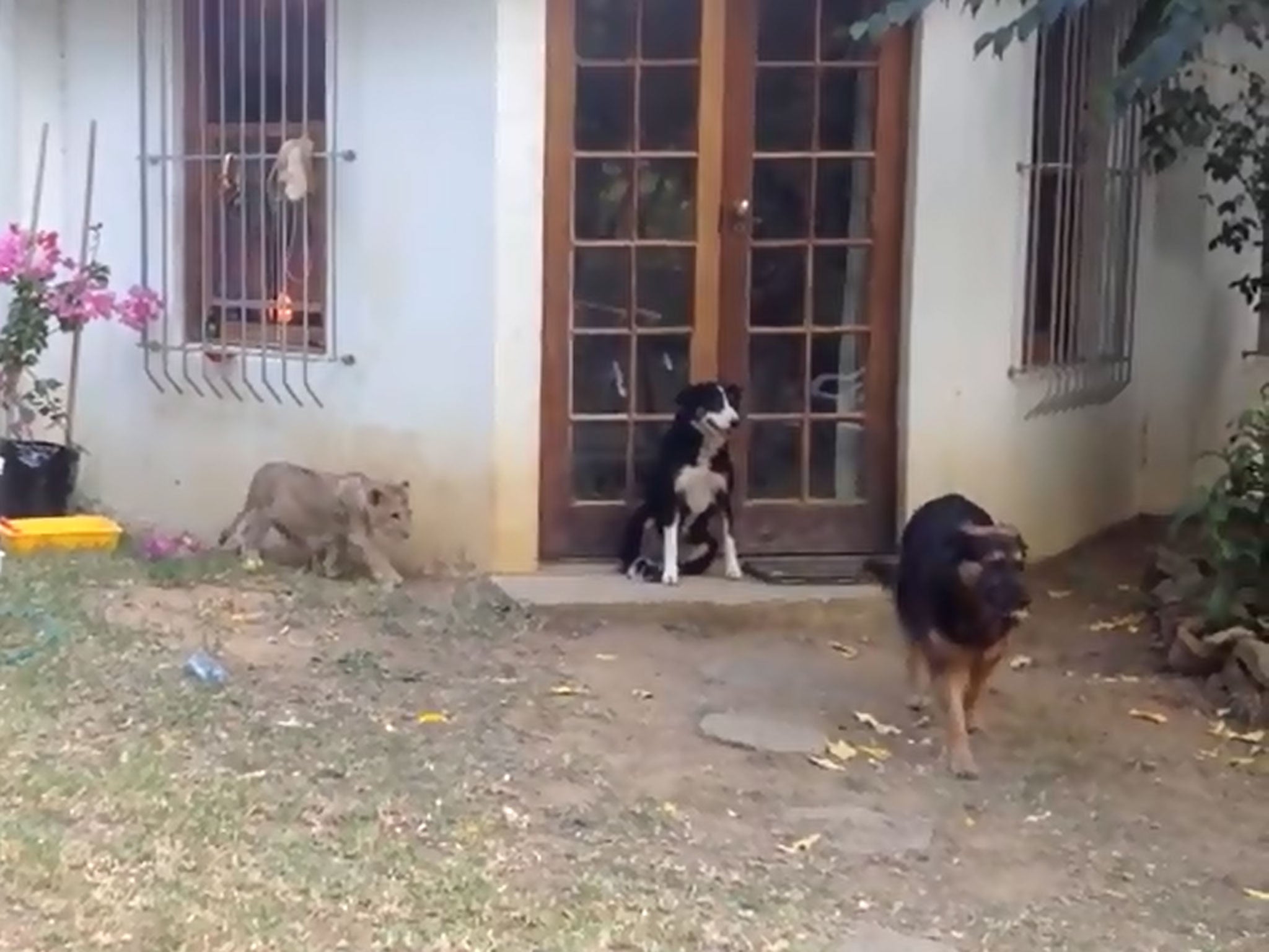 A lion spooks a dog at a farm in South Africa