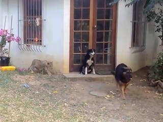 Lion cub scares dog by sneaking up behind it in viral video | The