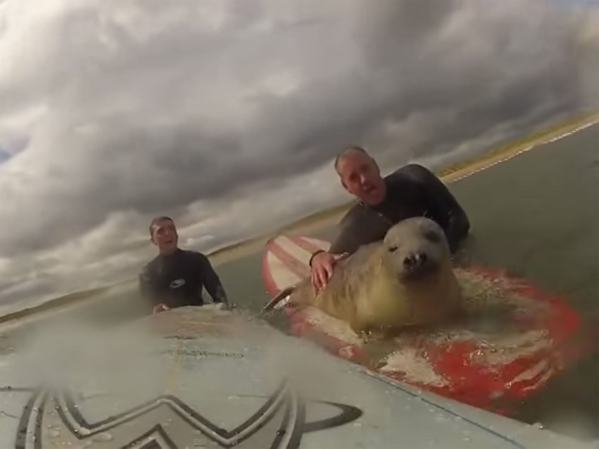 Matthew Stanley and Andrew Flounders were enjoy the waves off the coast of Northumberland when a young seal decided to join in on the fun.