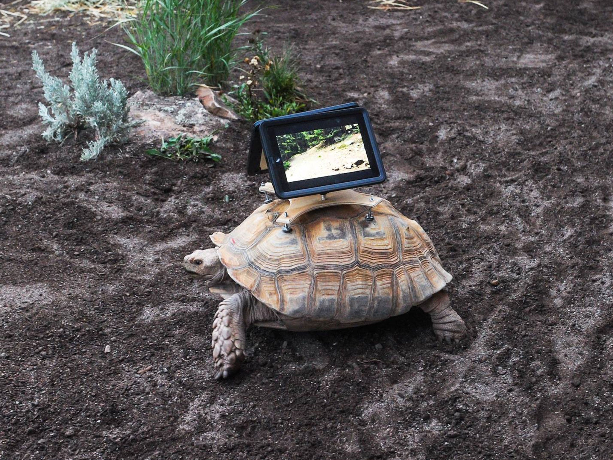 Three tortoises are taking part in an art exhibition with iPads attached to their backs