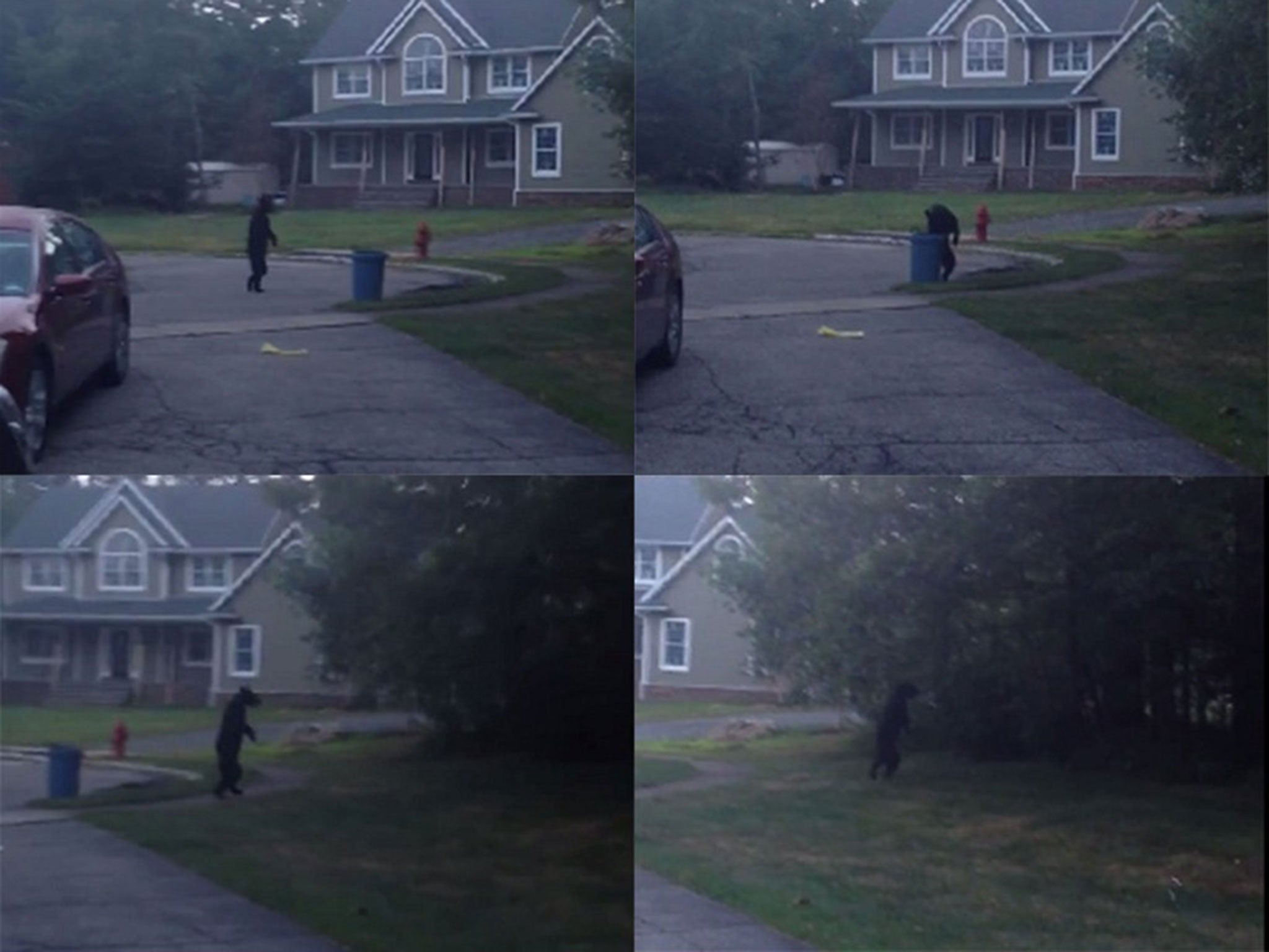 A video from New Jersey shows the bizarre sight of a bear walking like a human through a quiet suburban area.