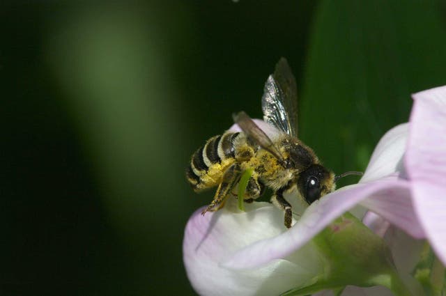 A honeybee feeding on a sweet pea flower