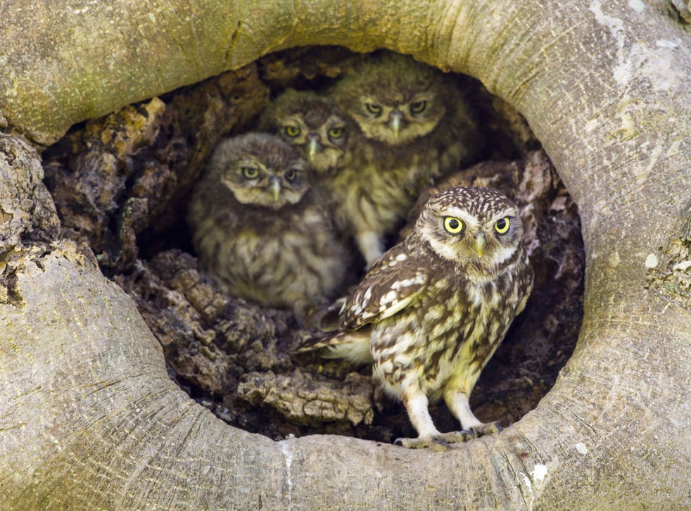 What Is The Collective Noun For A Group Owls