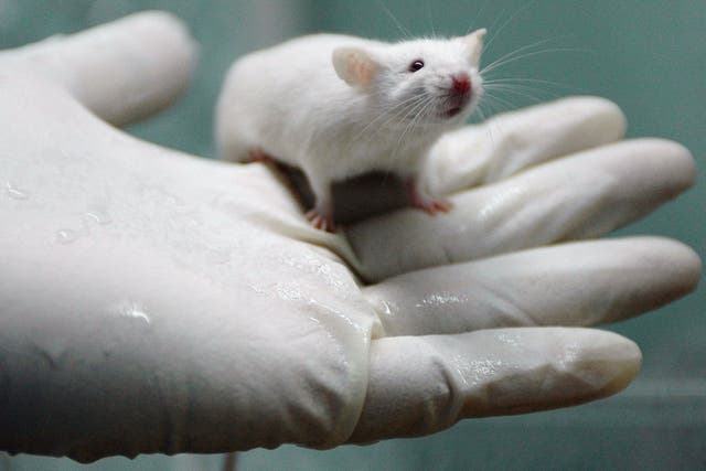 Scientists regrow nerves in paralysed rats' spinal cords using human cells
