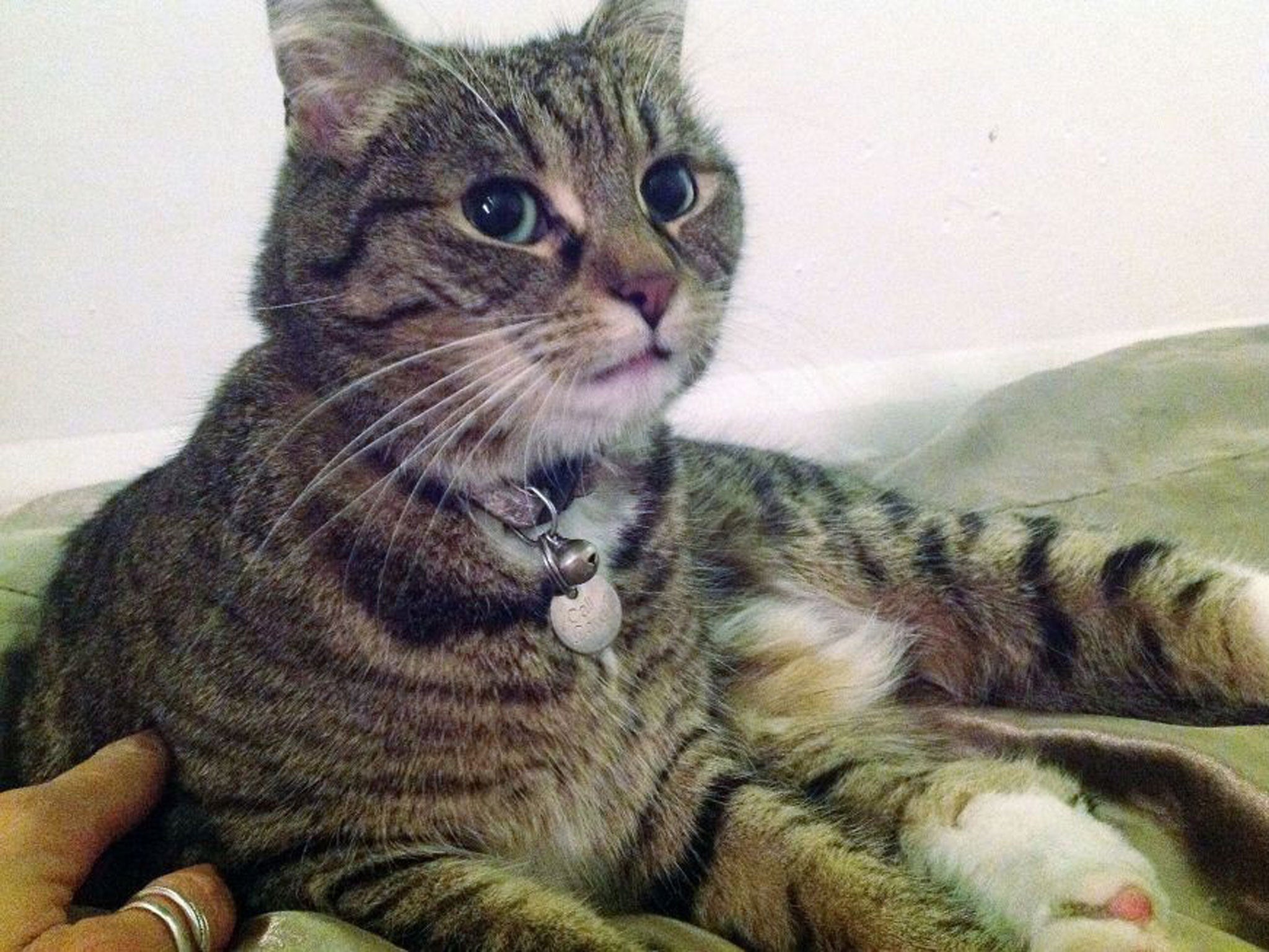 George Osborn's cat Freya was struck by a car on Downing Street last night