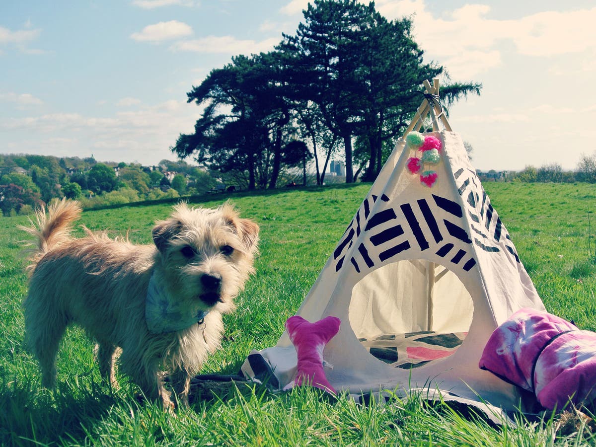 12 best dog accessories for summer The Independent The Independent