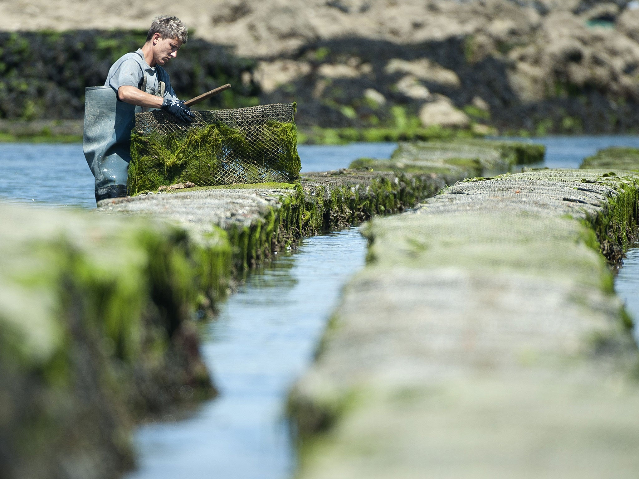 An oyster farmer works in his oyster beds in Etel, France