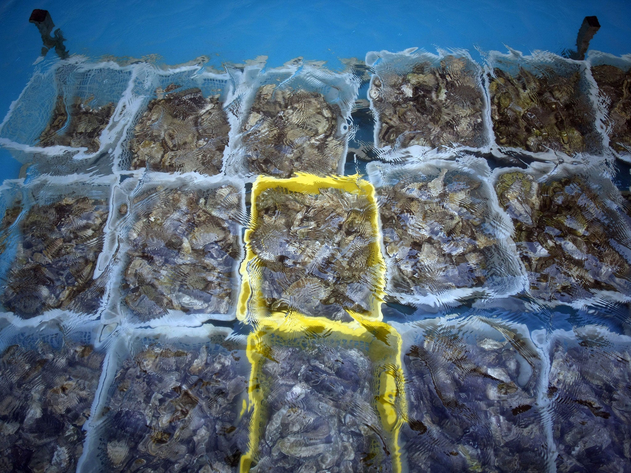 Oysters are immersed in treated seawater
