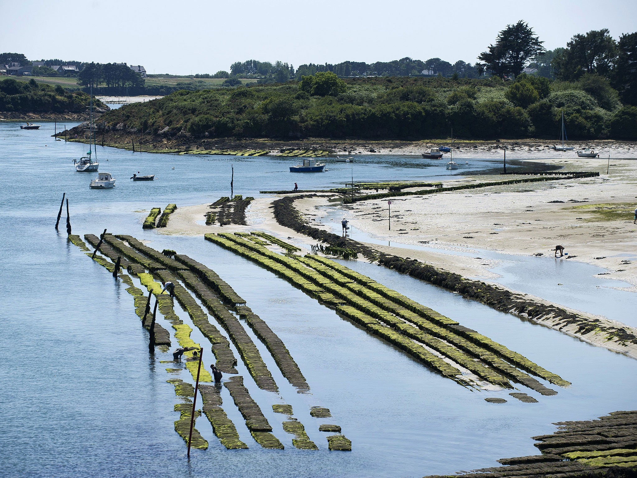 French oyster farmers in places such as Étel, in Brittany,
are seeing stocks denuded by disease