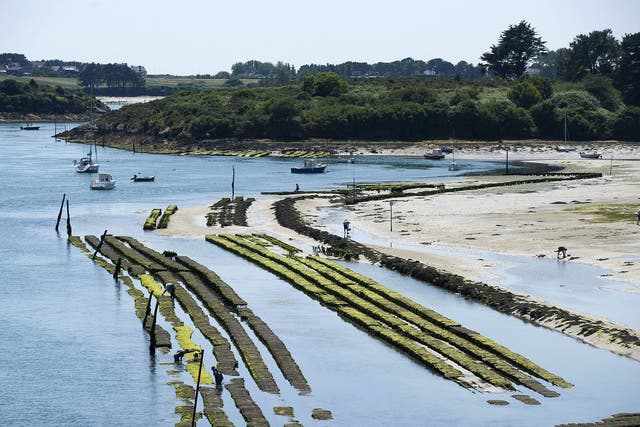 French oyster farmers in places such as Étel, in Brittany,
are seeing stocks denuded by disease