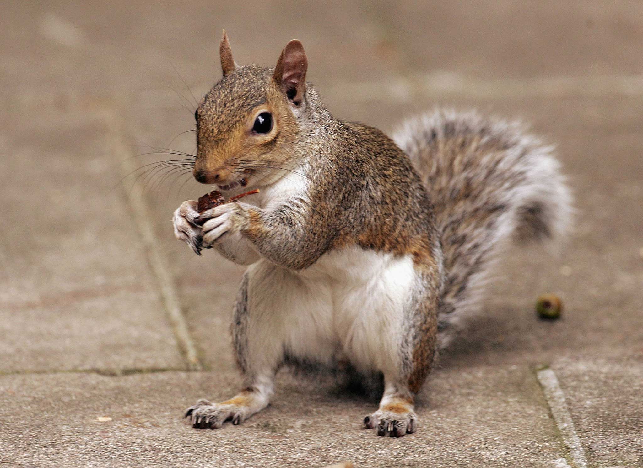 "Squirrel" is apparently very difficult to pronounce - particularly for German-speakers