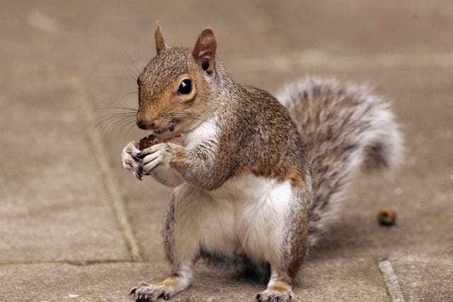 "Squirrel" is apparently very difficult to pronounce - particularly for German-speakers