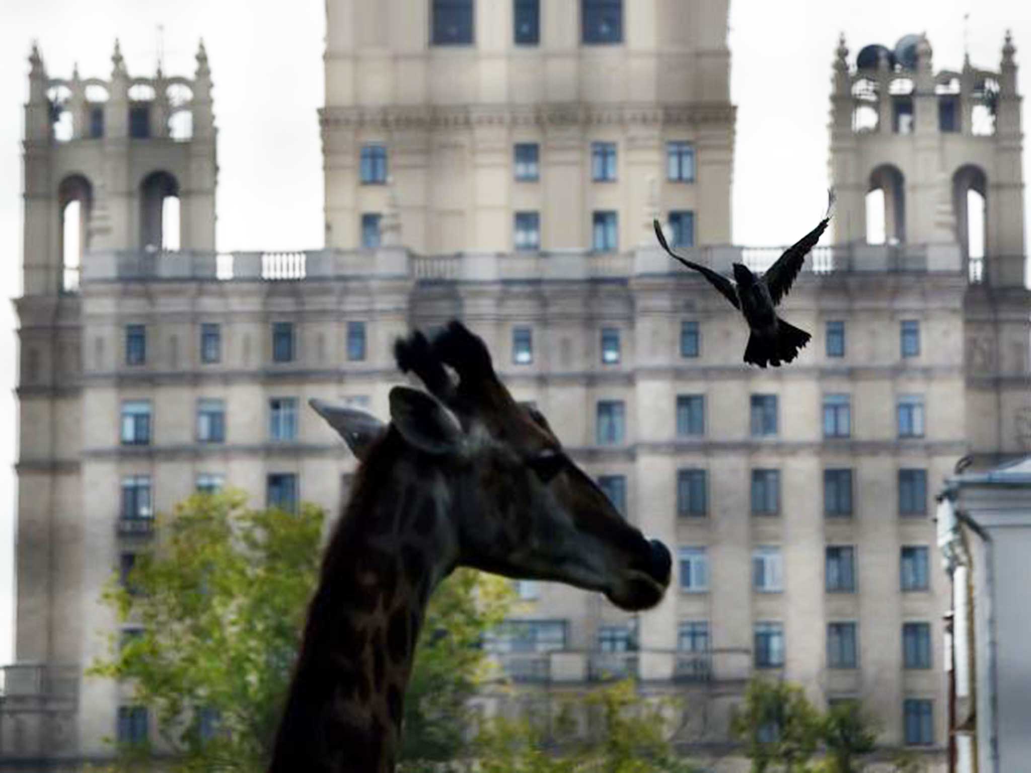Giraffes will have to vary their diet as import bans bite in Russia