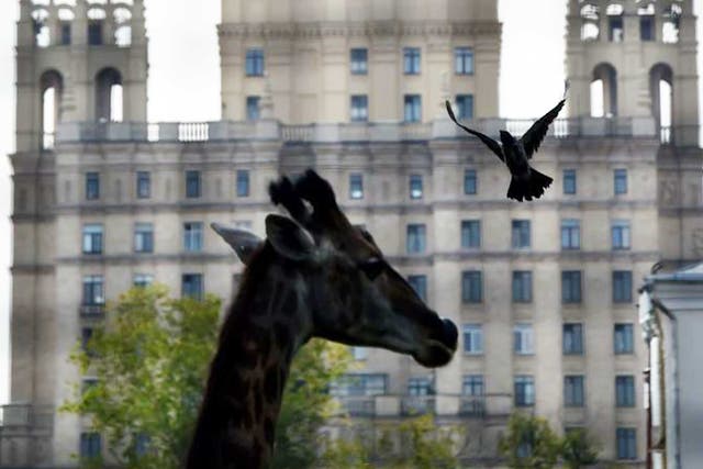 Giraffes will have to vary their diet  as import bans bite in Russia