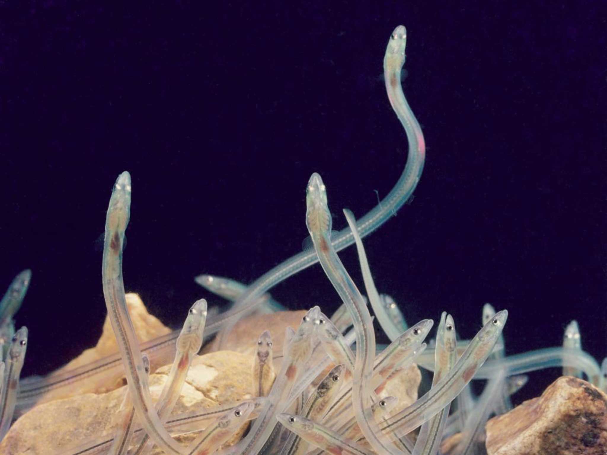 Common eel elvers have enjoyed a resurgence in recent years