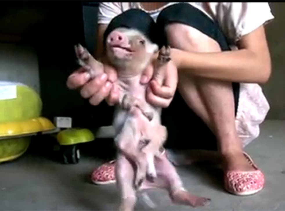 A bizarre video from China shows a piglet walking around with eight feet and six legs