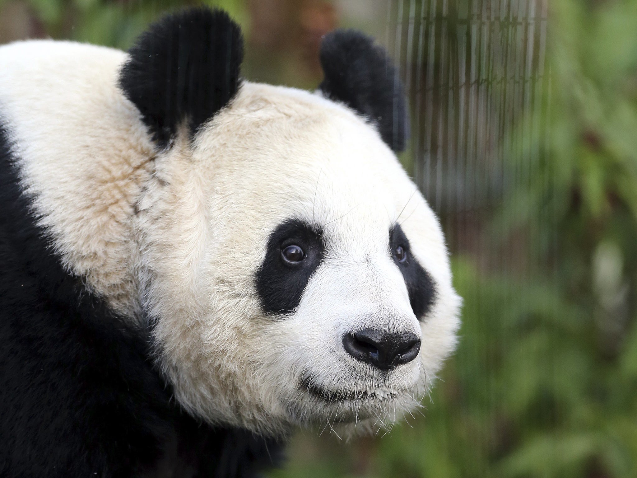 Tian Tian is seen exploring her enclosure at Edinburgh Zoo