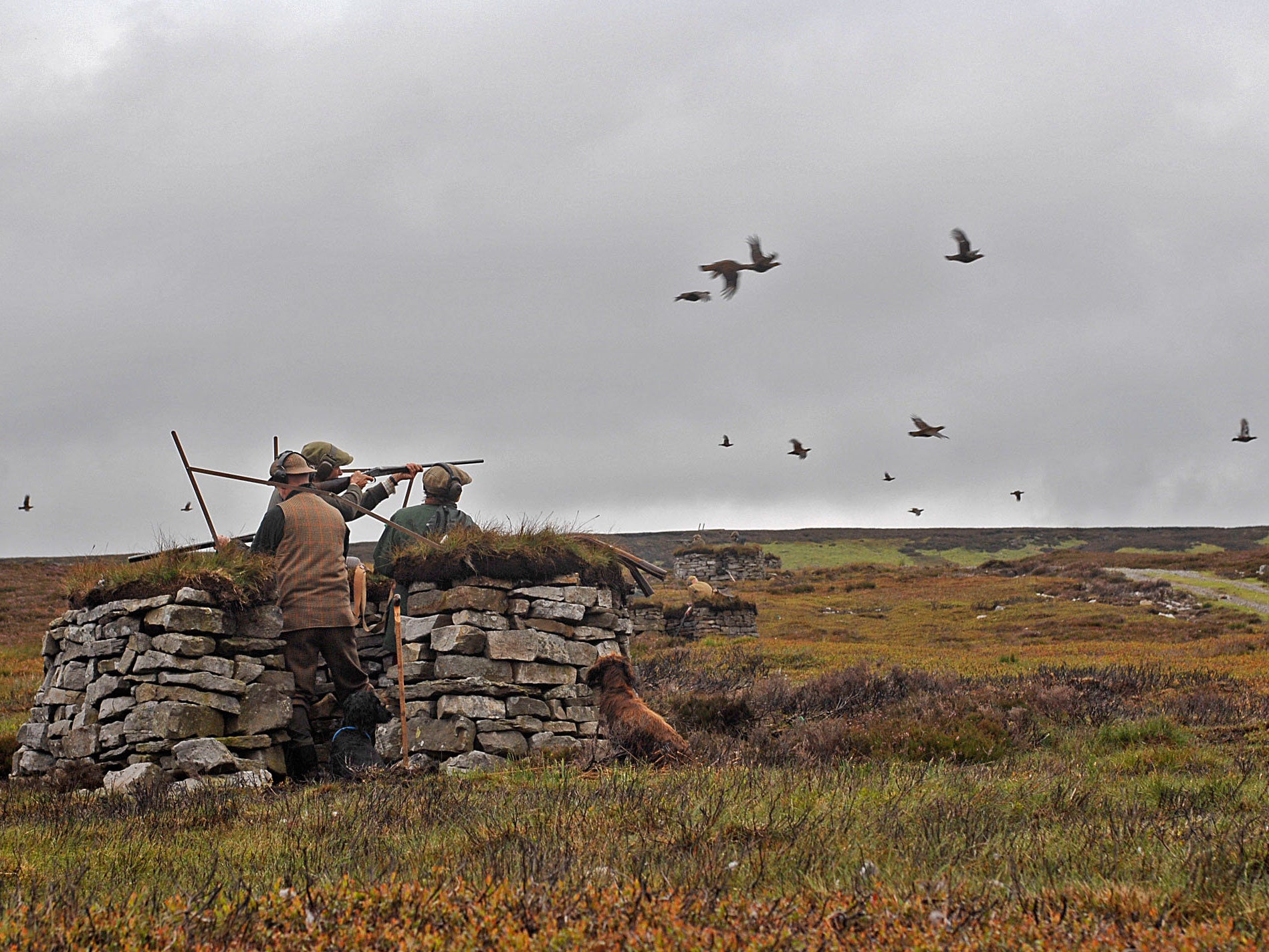 Grouse shooting. Picture: The Moorland Association