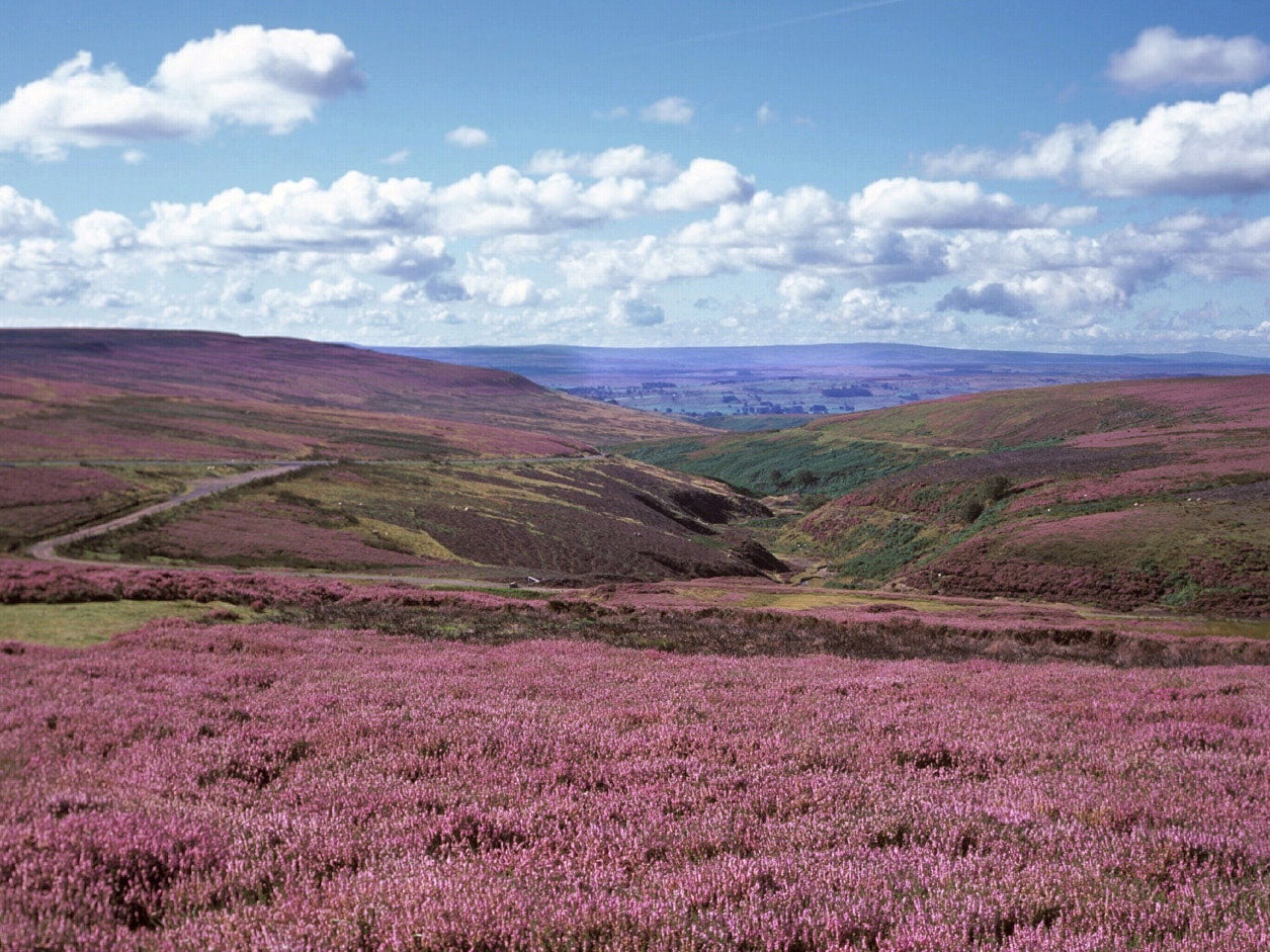 Heather moorland in Derbyshire. Picture: The Moorland Association