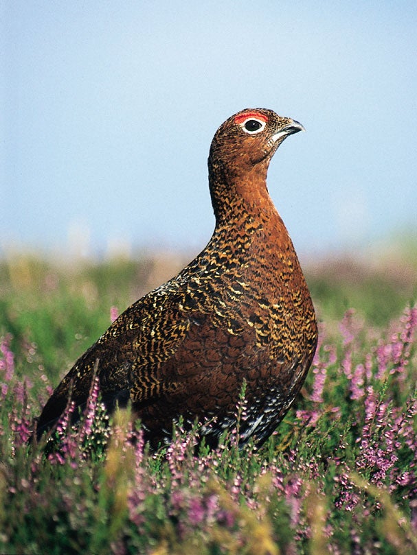 Grouse are unique to the British Isles. Photo: Moorland Association / Neville Turner