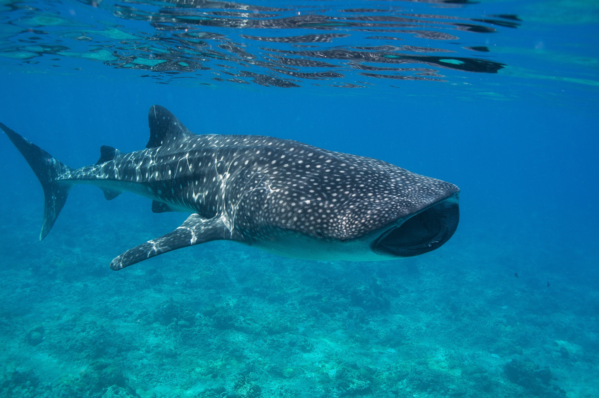 Undated Maldives Whale Shark Research Programme handout photo of a whale shark in the Maldives, as new research suggests that they are making unexpectedly big waves in the world of ecotourism
