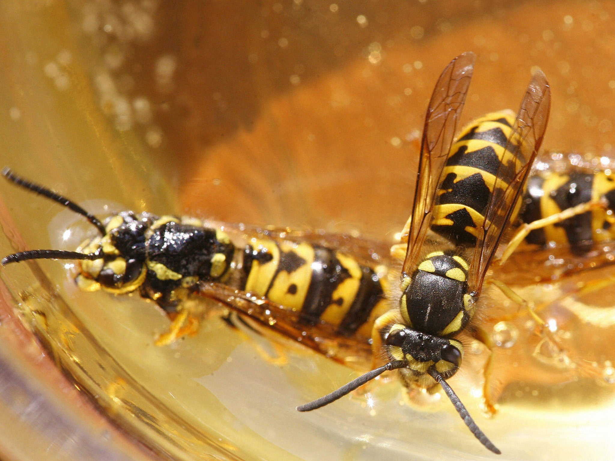 Wasps have plunged into a glass of honey, 18 September 2006 in Hohen Neuendorf in Brandenburg, near Berlin. These insects, who have a venomous stinger, spread out in summer.
