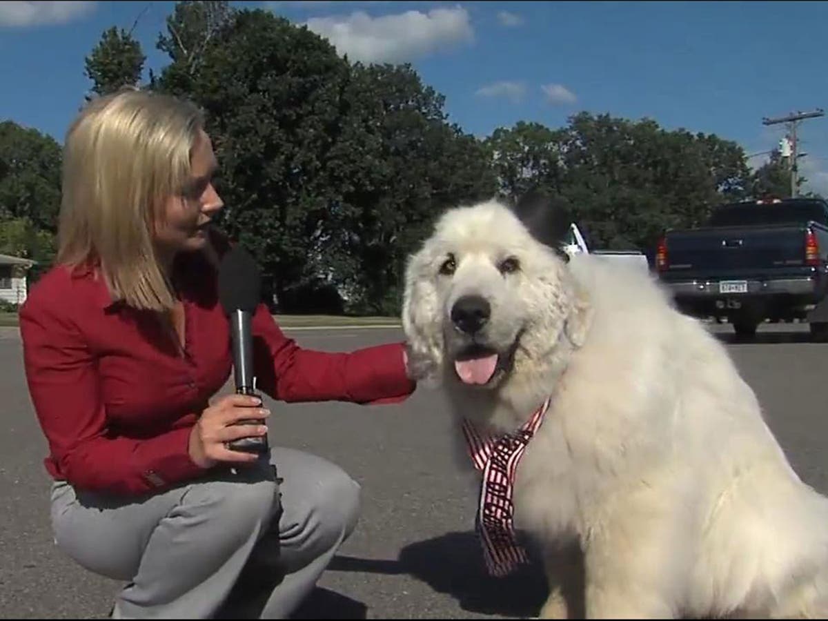 Duke the dog elected mayor of Minnesota town The Independent