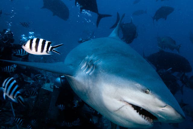 Bull sharks (pictured) are one of the most-feared of all shark species, mainly because they prey in the shallows, around estuaries and even miles upstream in rivers, which means they are more likely to come into contact with humans. However, off Santa Luc