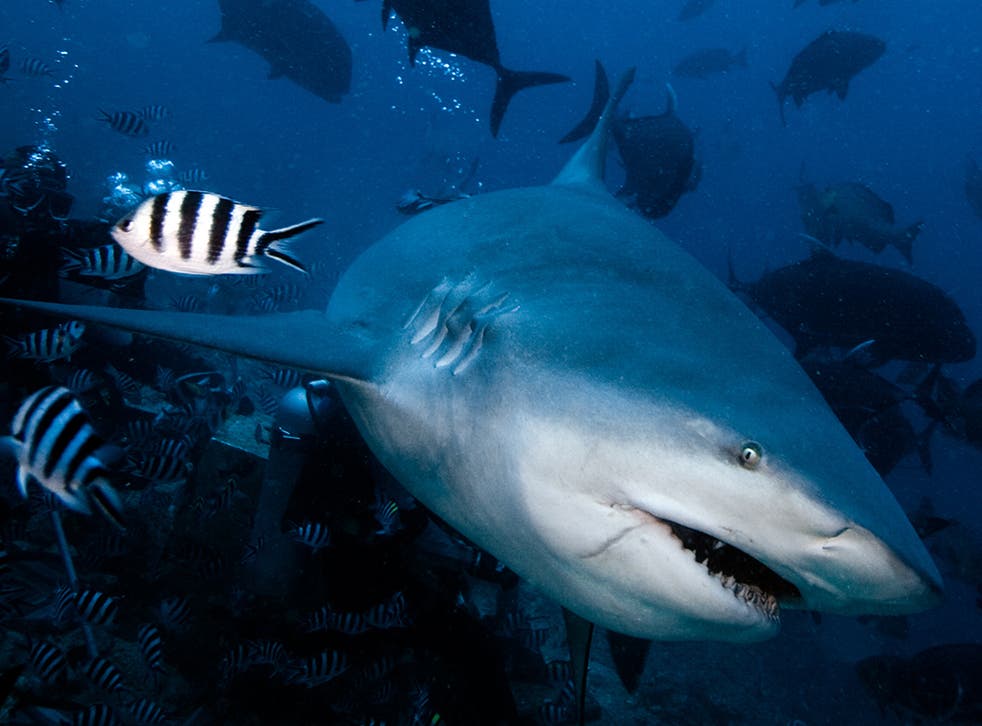 Bull sharks (pictured) are one of the most-feared of all shark species, mainly because they prey in the shallows, around estuaries and even miles upstream in rivers, which means they are more likely to come into contact with humans. However, off Santa Luc