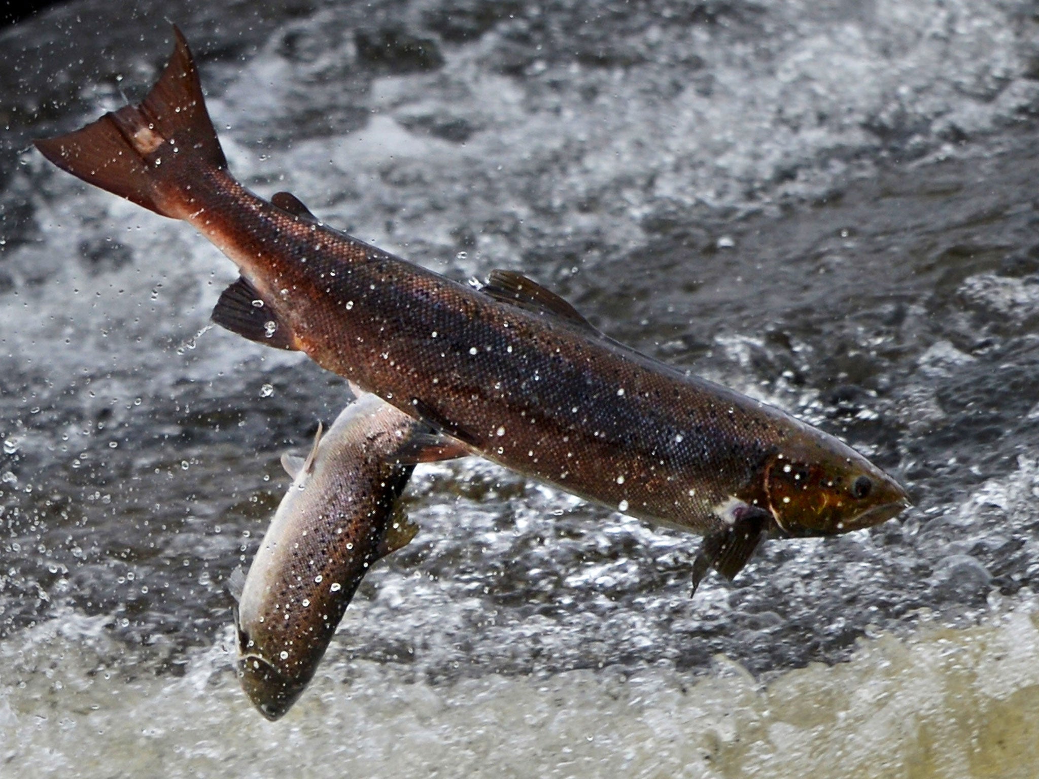 Salmon attempt to leap upstream Selkirk, Scotland.