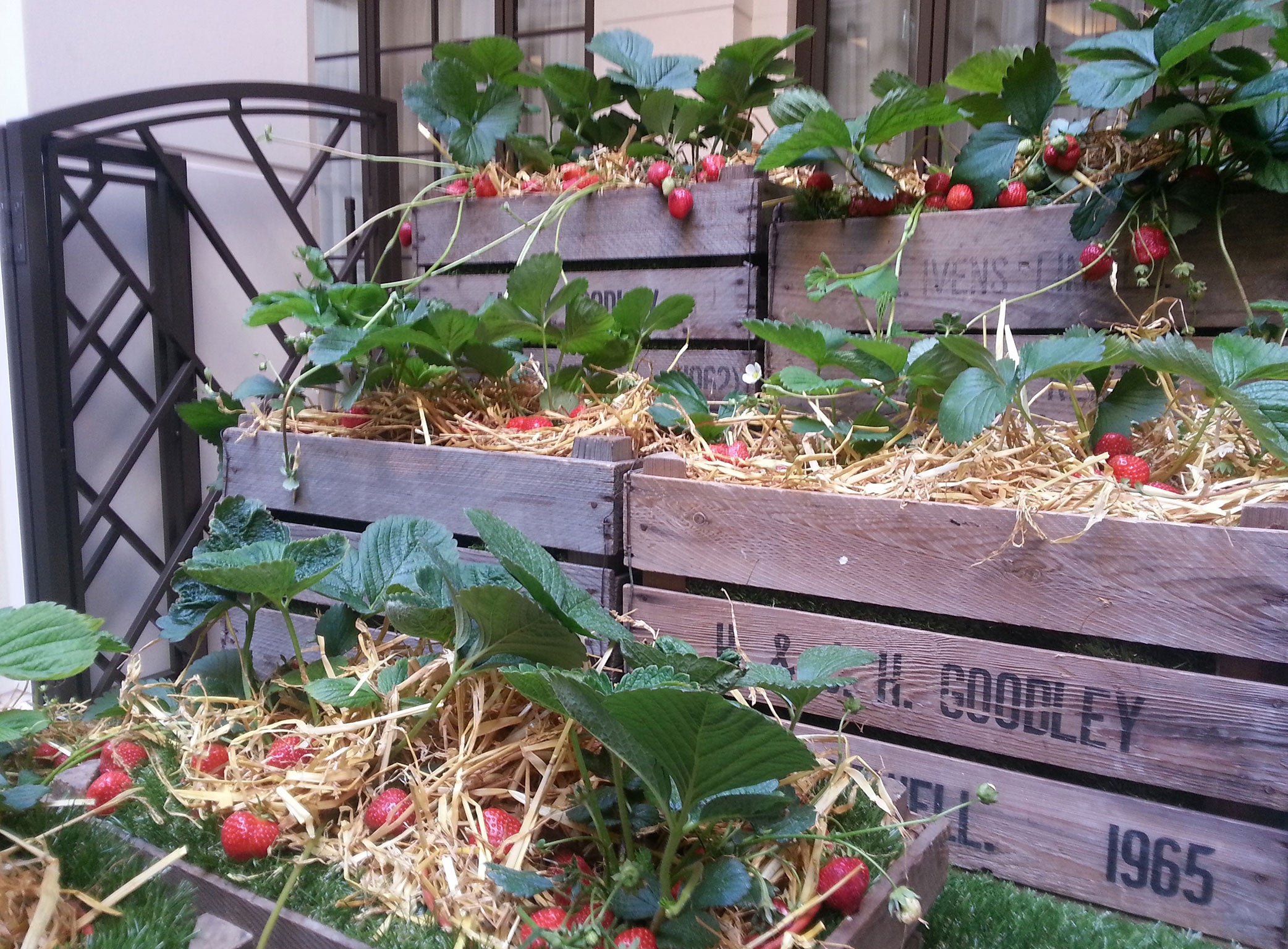 Strawberry fields: growing fruit and vegetables on the roof