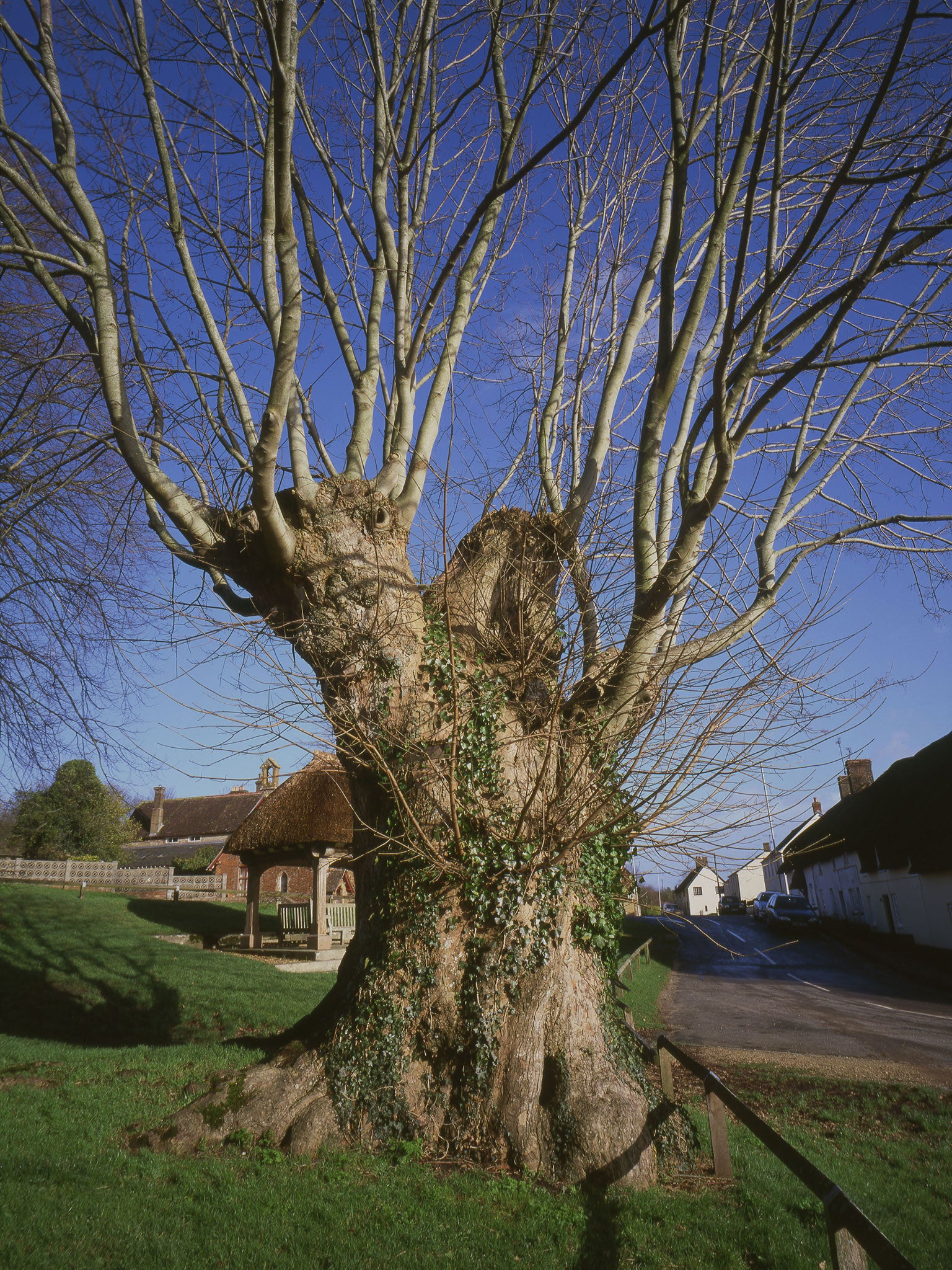 Tolpuddle Martyrs Tree: The ‘Martyrs’ – labourers seen as the first trade union – met under the Dorset sycamore in the 1830s.