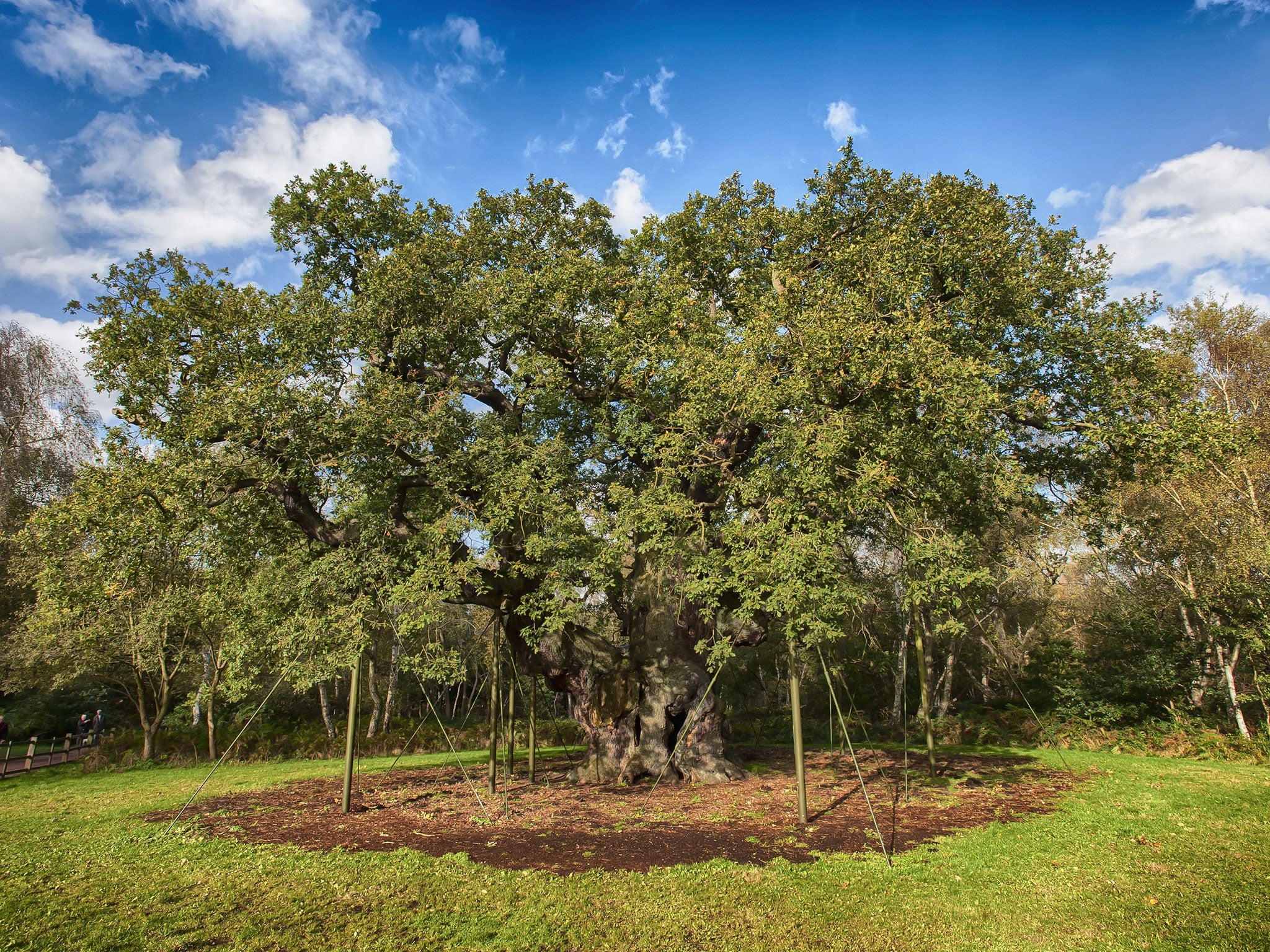 Major oak, Sherwood Forest: Probably the most famous old tree in the country, the Major Oak is estimated to be between 800 and 1,000 years old. Folklore suggests it was used as a hideout by Robin Hood and his merry men, while the Sheriff of Nottingham and