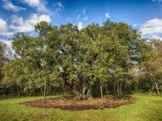Woodland Trust initiative examines 'Robin Hood' tree's famous roots