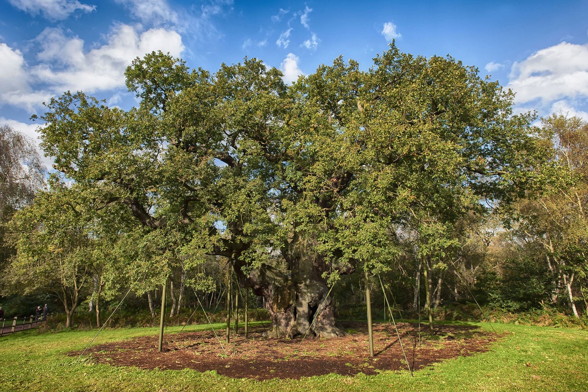 Woodland Trust initiative examines 'Robin Hood' tree's famous roots ...