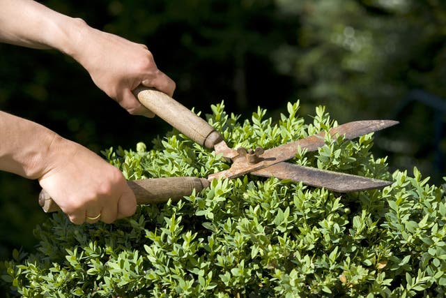 Most of the best topiary artists use hand shears rather than mechanical trimmers