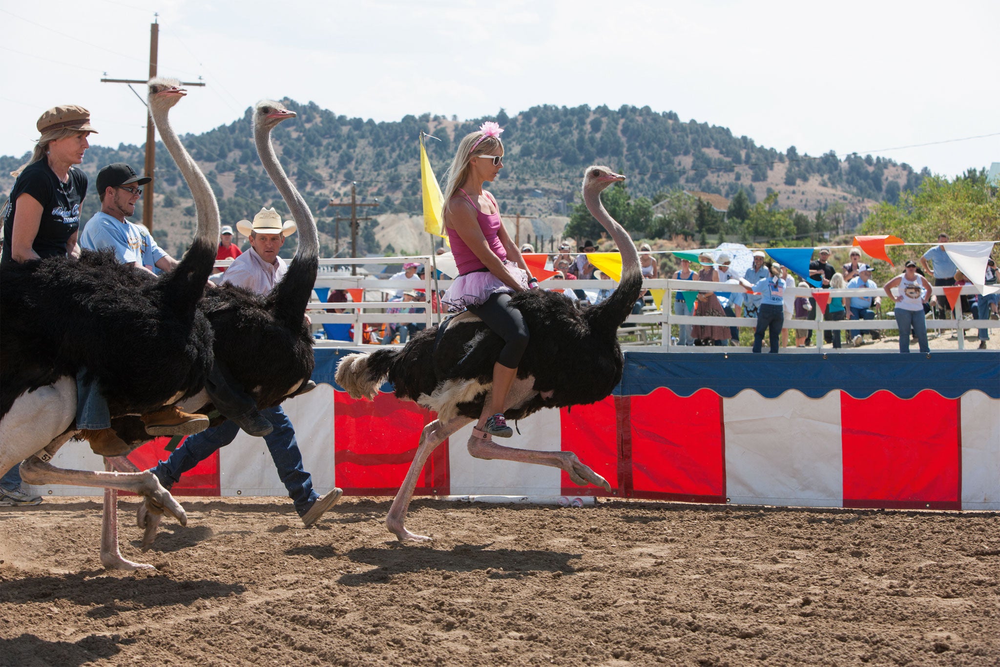 The Virginia City camel race now includes ostrich and zebra races