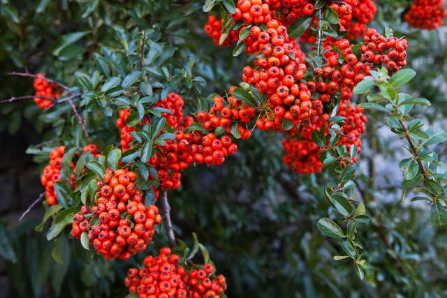 Pyracantha have pretty-looking berries, butare also thorny and rigid, so the prickles stick into any trespasser