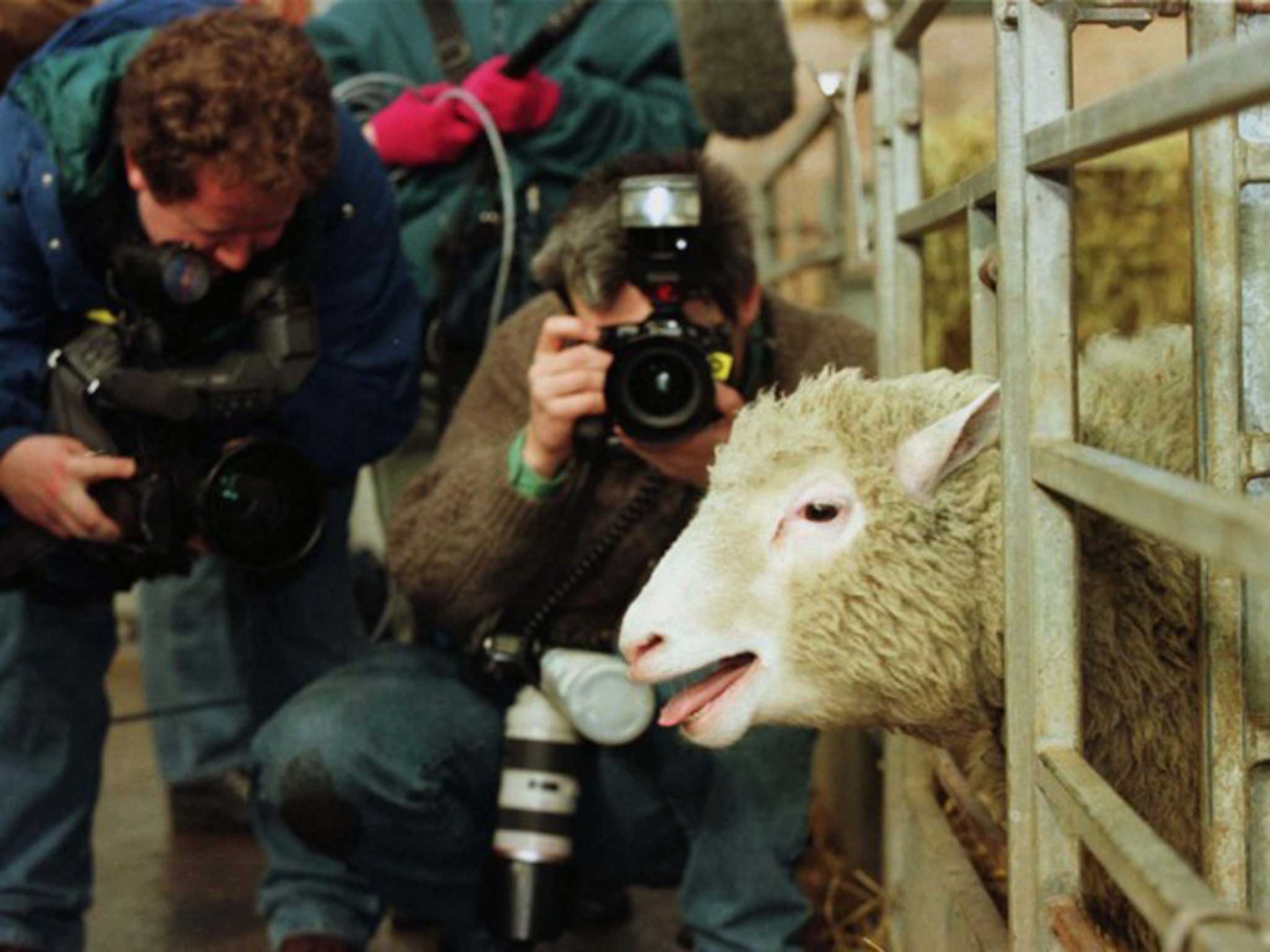 Dolly the first genetically copied sheep meets the press