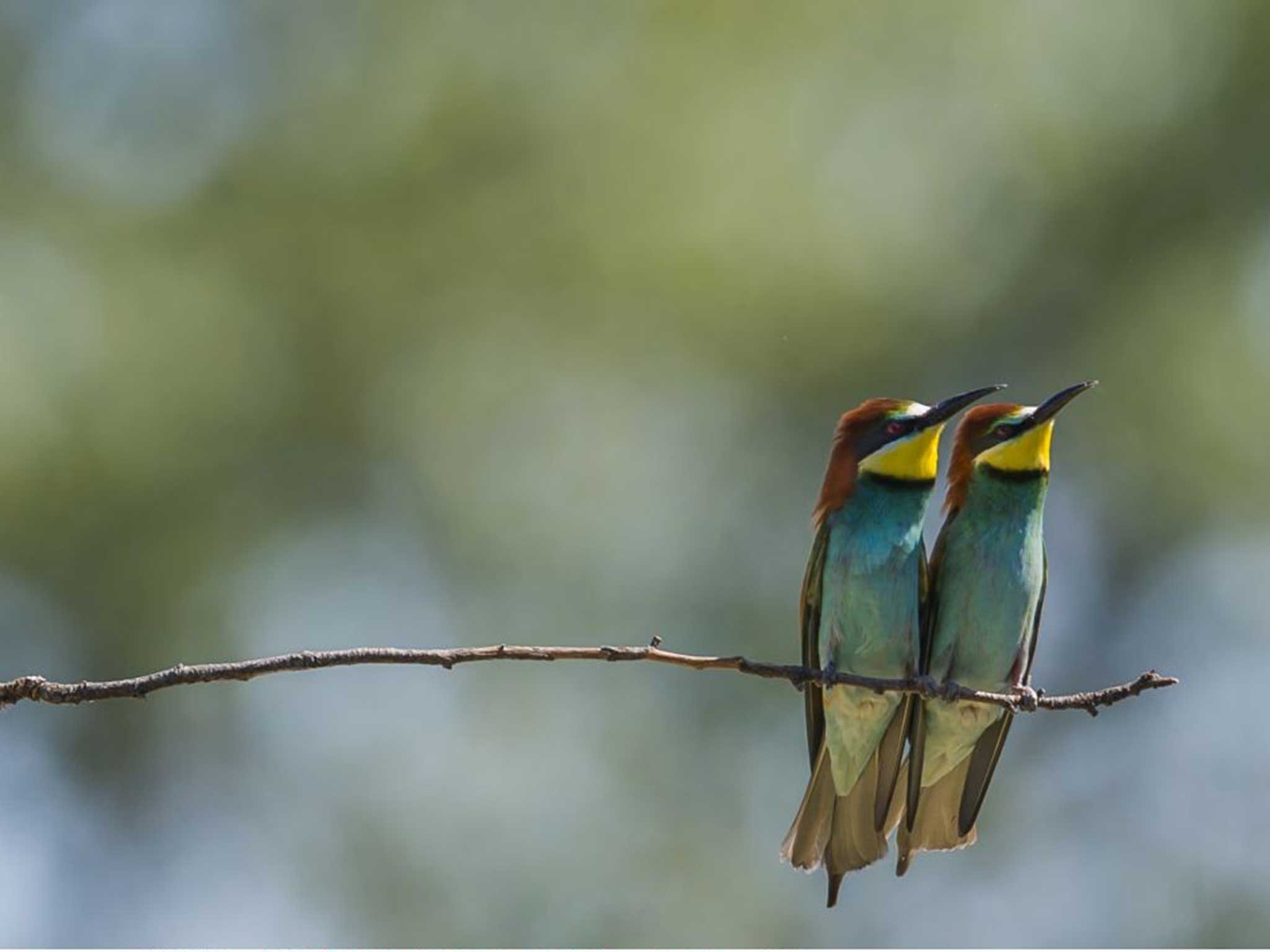 Two bee eaters