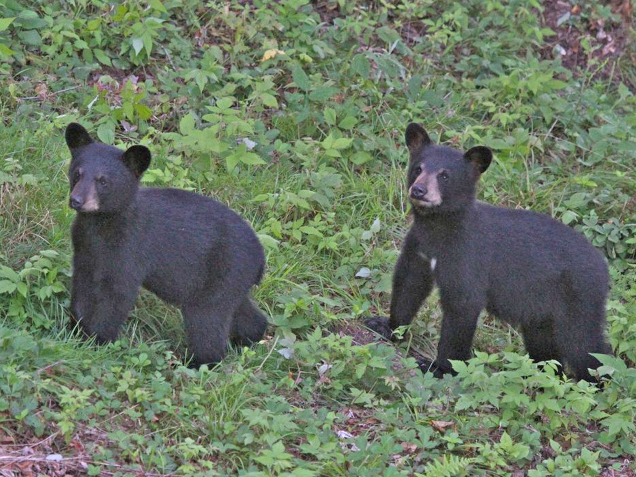 A pair of black cub bears