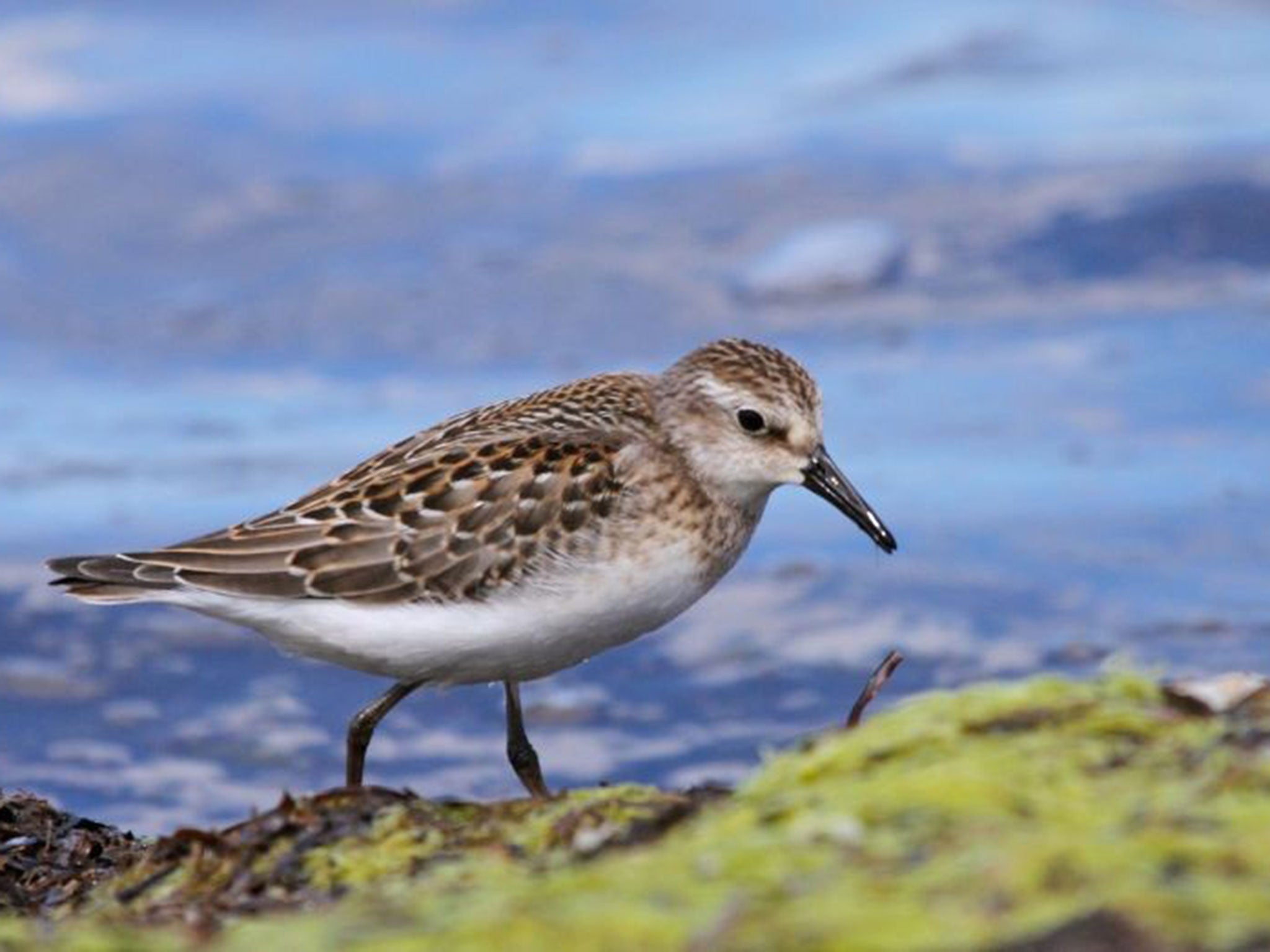 A least sandpiper