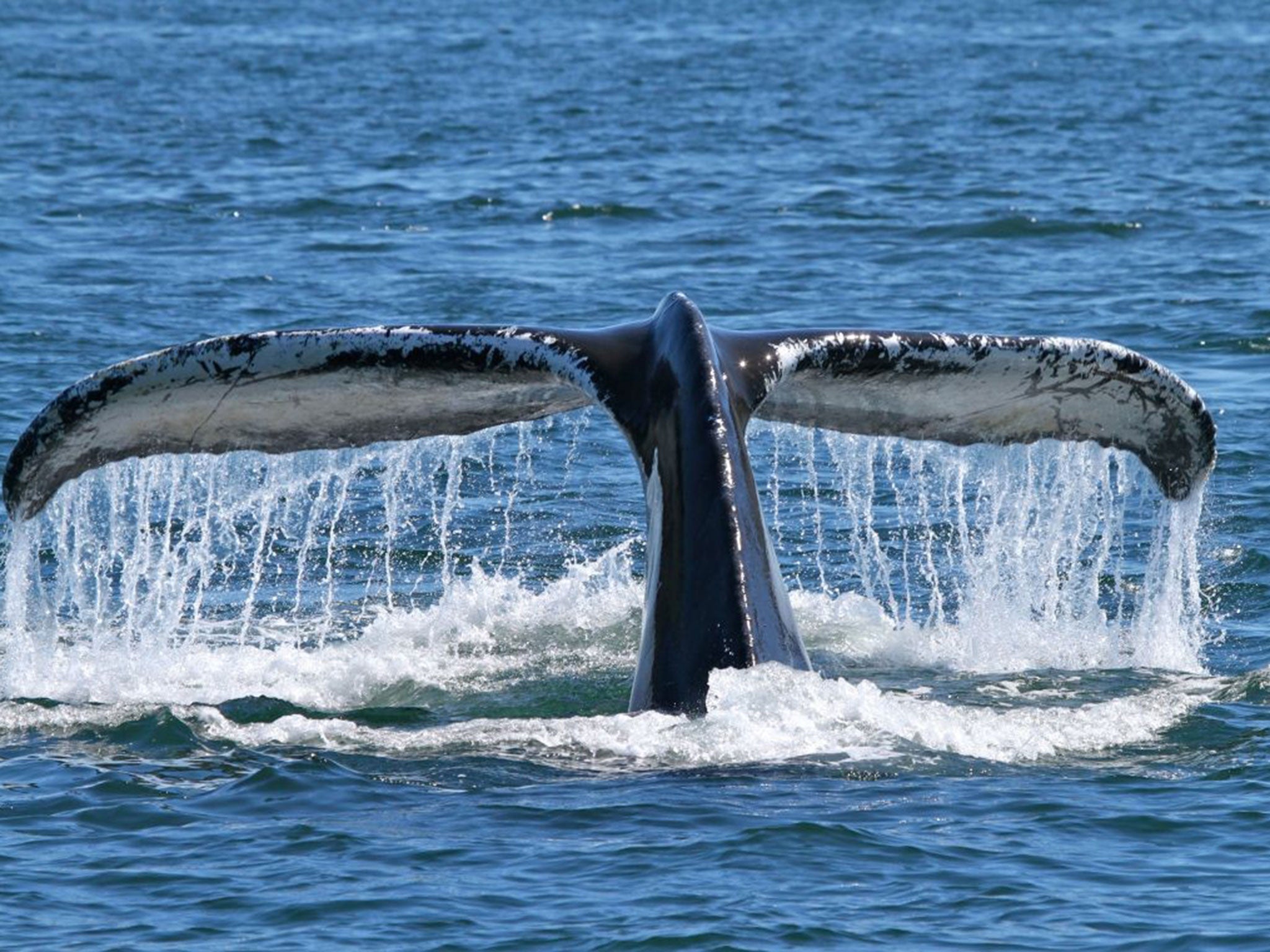 Tail of a humpback whale