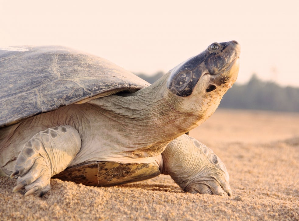 Amazonian Turtle Mothers Heard 'talking' To Hatchlings To Get Them Into 