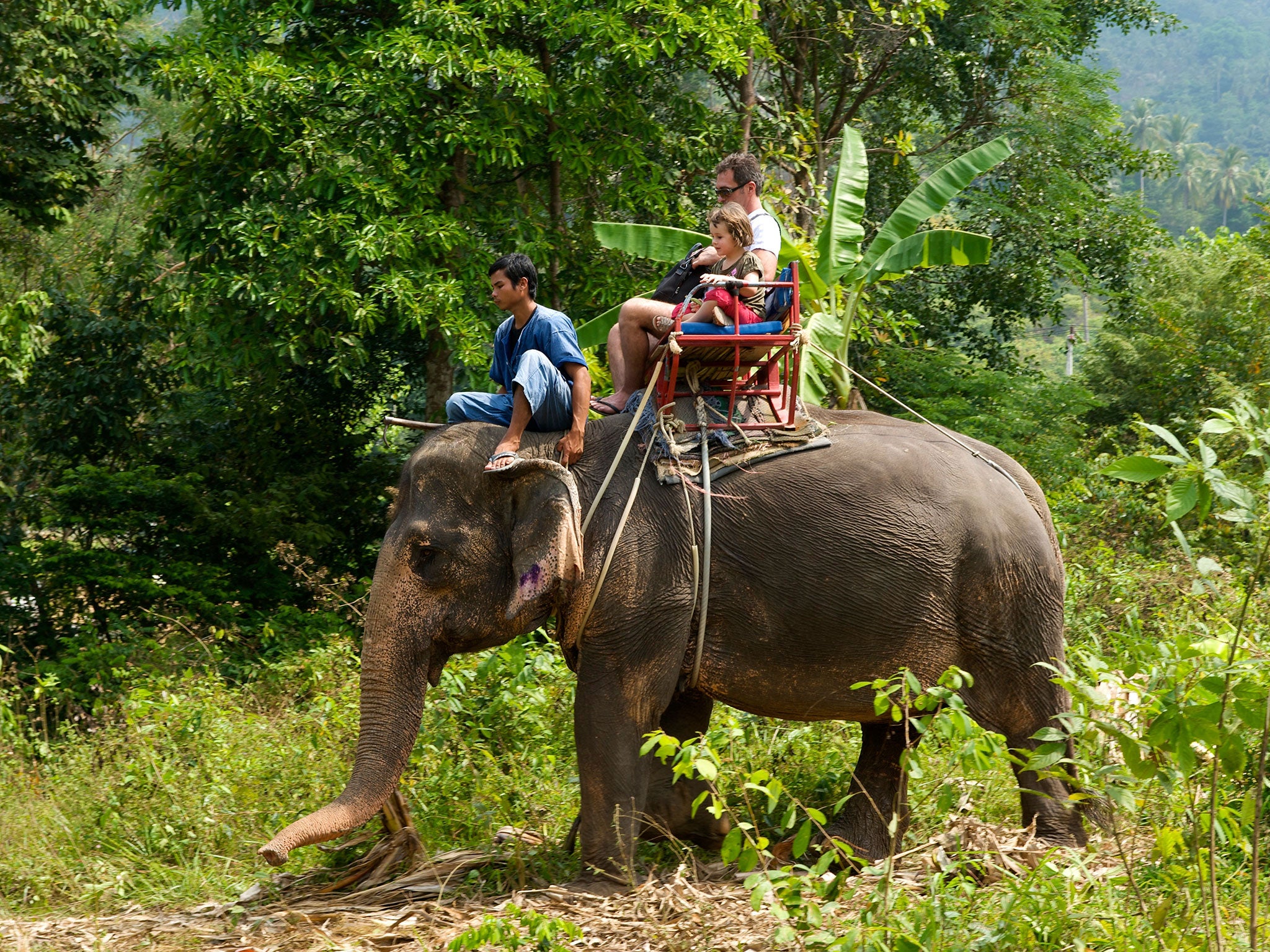 Elephant tourism: why the call of the wild is too loud to ignore | The ...