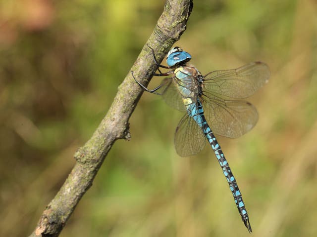 Branching out: The southern migrant hawker