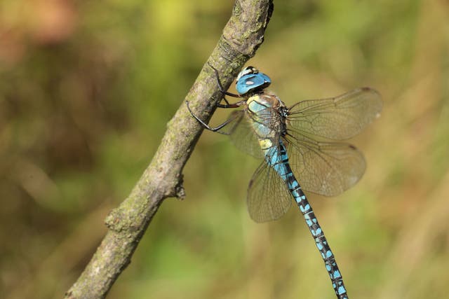 Branching out: The southern migrant hawker