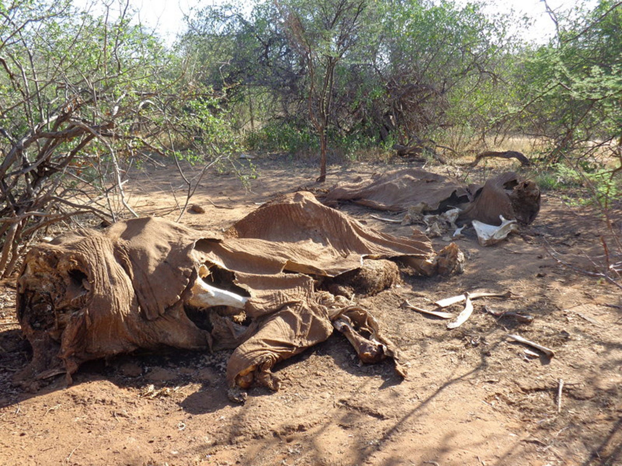 Two adult elephants killed in close proximity in northern Kenya. Clustered kills are a sign of professional poaching