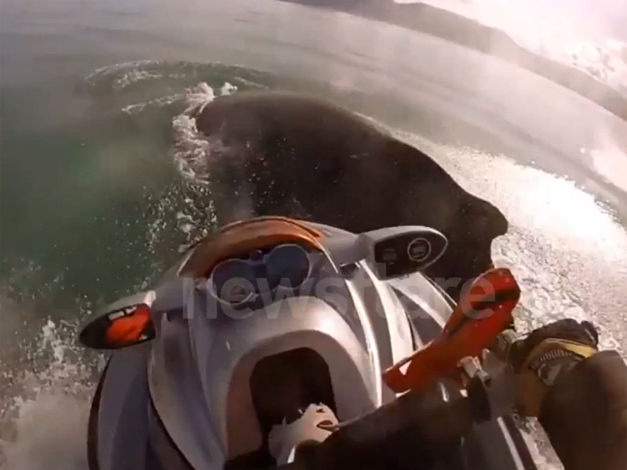 A jet skier collides with a humpback whale in Iceland