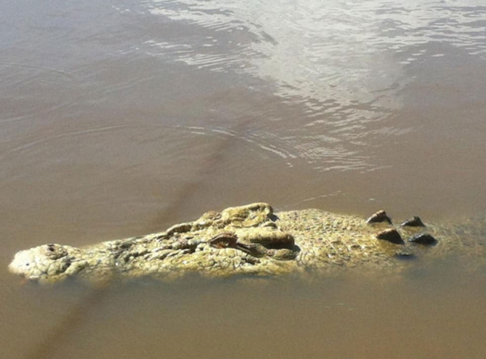 The saltwater crocodile dubbed Michael Jackson pictured in the Adelaide River 